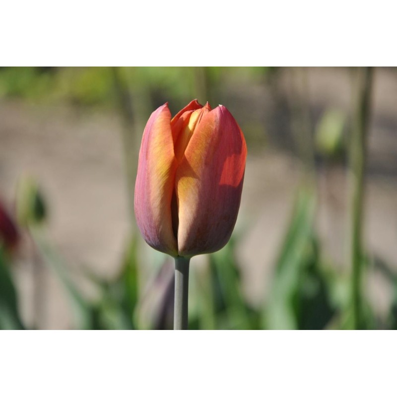 Tulipa 'Madras'
