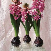 Geprepareerde hyacinten, roze