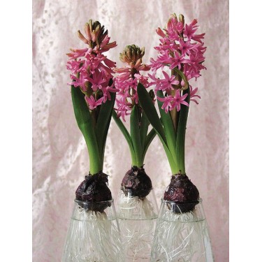 Geprepareerde hyacinten, roze