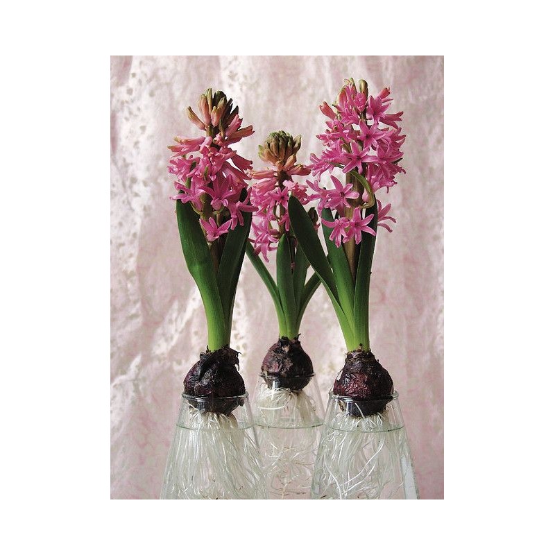 Geprepareerde hyacinten, roze
