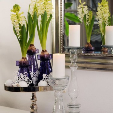 Geprepareerde hyacinten, wit