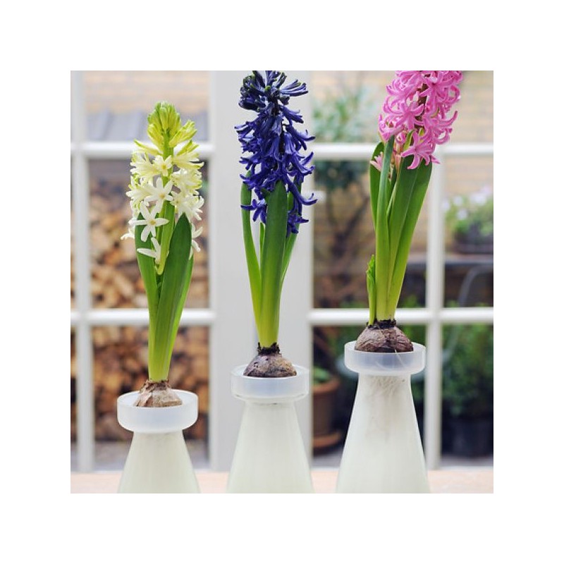 Geprepareerde hyacinten, wit, roze en blauw