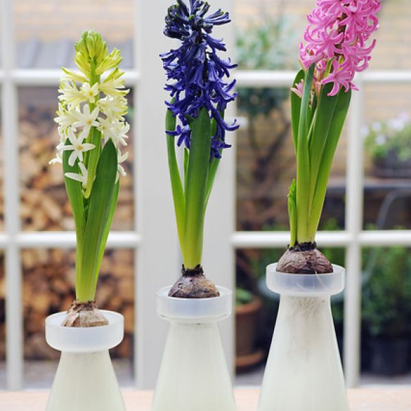 Geprepareerde hyacinten, wit, roze en blauw