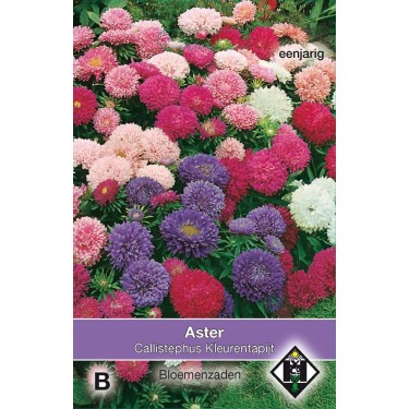 Aster chinensis 'Kleurentapijt'