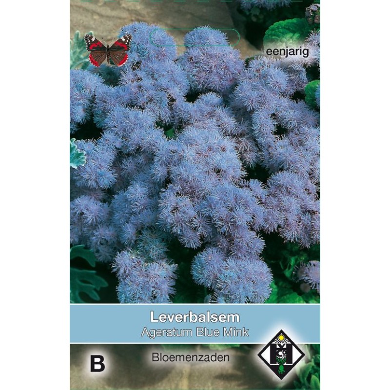 Ageratum mexicanum 'Blue Mink'