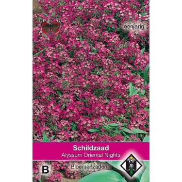 Alyssum maritimum 'Oriental Nights'