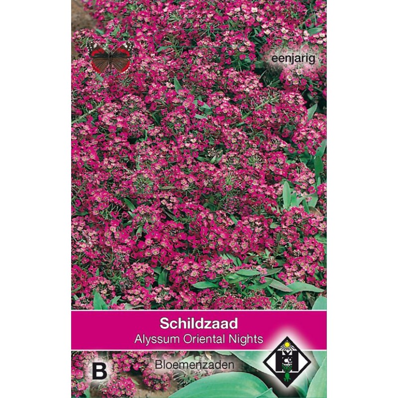 Alyssum maritimum 'Oriental Nights'