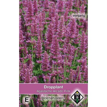 Agastache hybrida 'Arcado Pink'