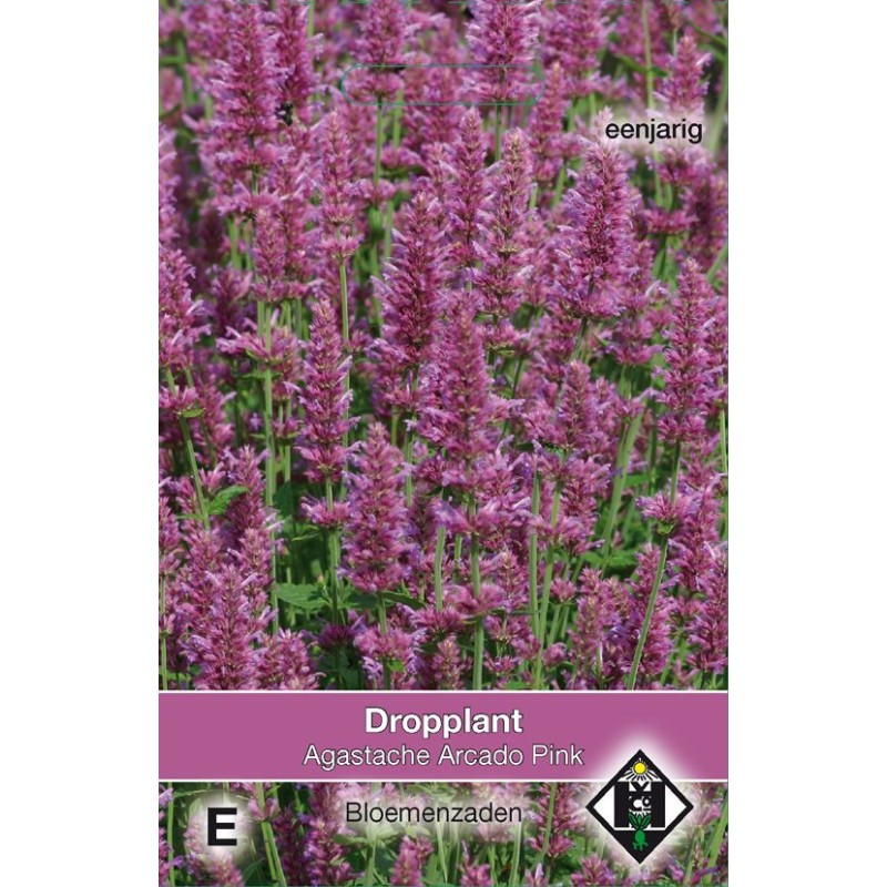 Agastache hybrida 'Arcado Pink'