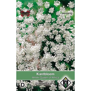 Ammi majus 'Queen of Africa'