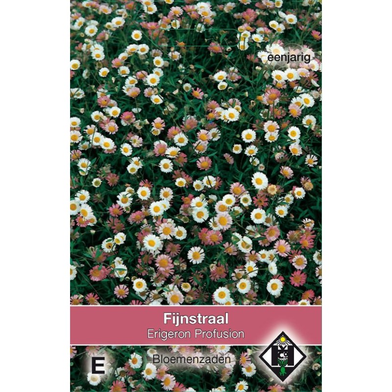 Erigeron 'karvinskianus Profusion'