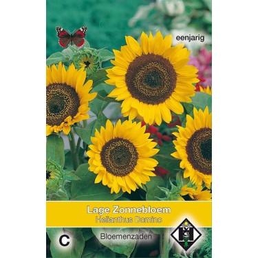 Helianthus a. 'Domino'