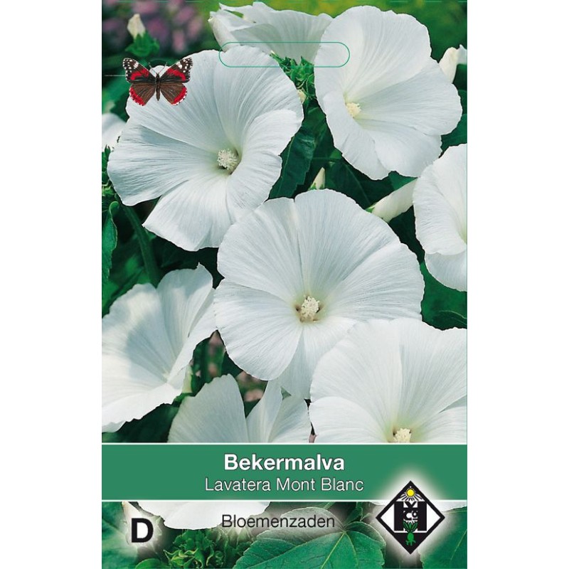 Lavatera trimestris 'Mont Blanc'