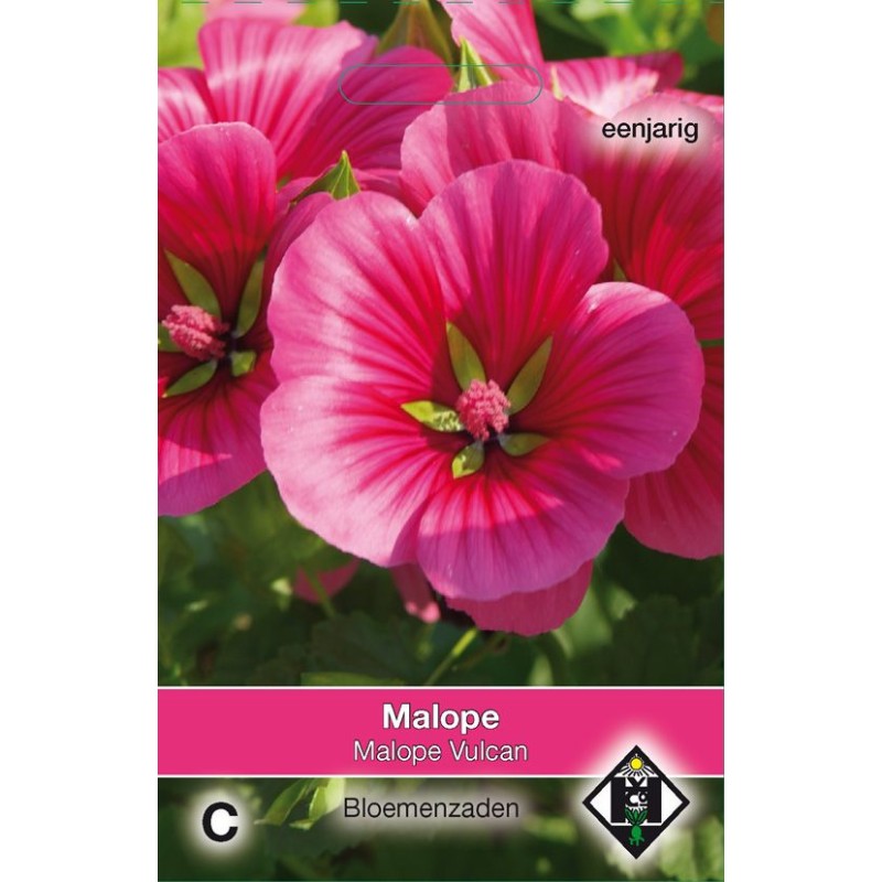 Malope trifida 'Vulcan'