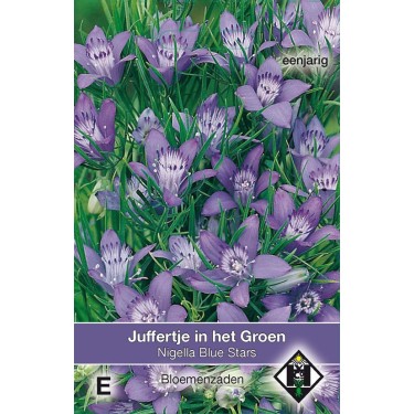 Nigella garidella 'Blue Stars'