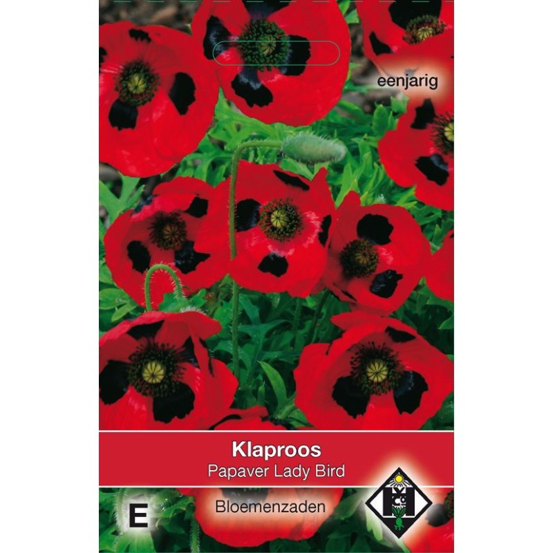 Papaver commutatum ´Lady Bird´