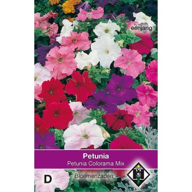 Petunia nana compacta 'Colorama Mix'