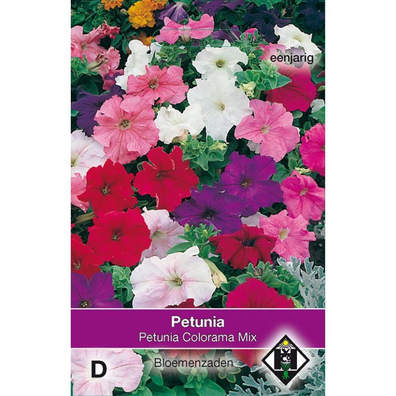 Petunia nana compacta 'Colorama Mix'