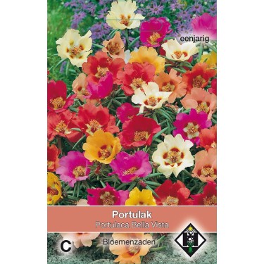 Portulaca grandiflora 'Bella Vista Mix'