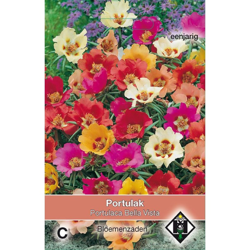 Portulaca grandiflora 'Bella Vista Mix'