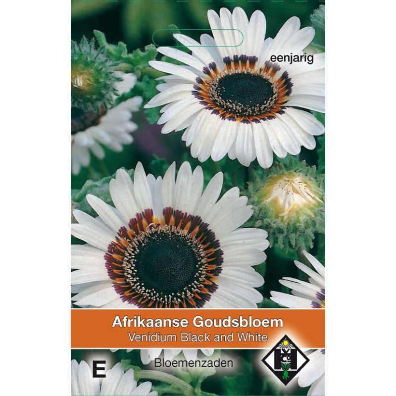 Venidium fastuosum 'Black and White'