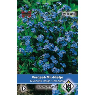 Myosotis sylvatica 'Indigo Compacta'