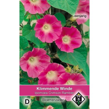 Ipomoea purpurea 'Crimson Rambler'