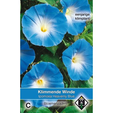 Ipomoea tricolor 'Heavenly Blue'