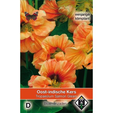 Tropaeolum majus 'Salmon Gleam'