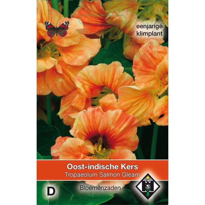 Tropaeolum majus 'Salmon Gleam'