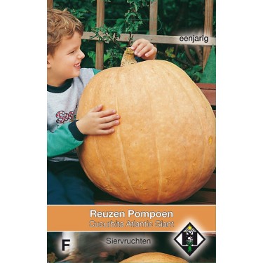 Cucurbita maxima 'Atlantic Giant'