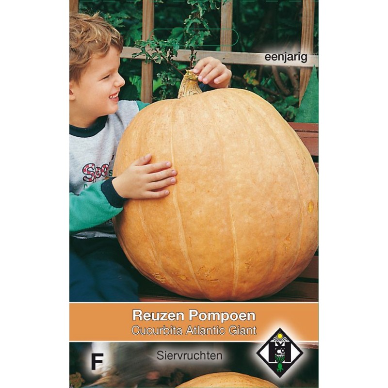 Cucurbita maxima 'Atlantic Giant'