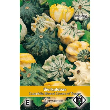 Cucurbita pepo 'Shenot Crown of Thorns'