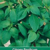Citroen Basilicum / Ocimum basilicum 'Mrs. Burns'