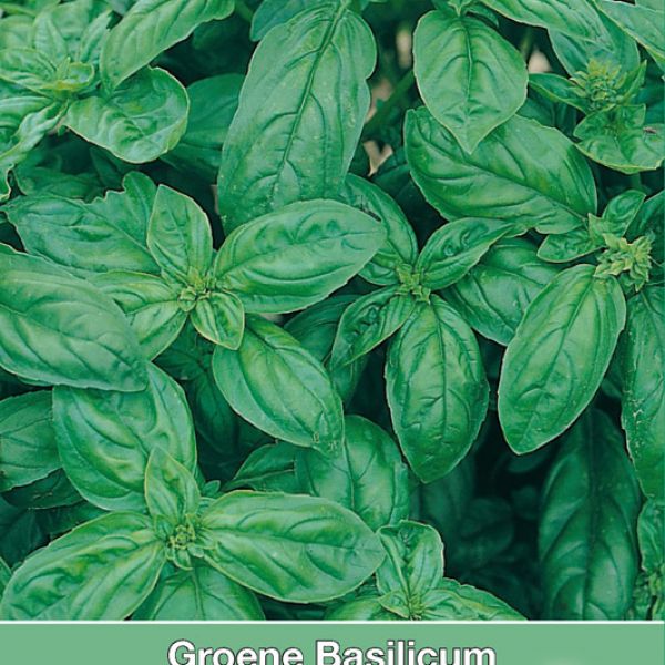 Groene basilicum / Ocimum basilicum 'Genovese'