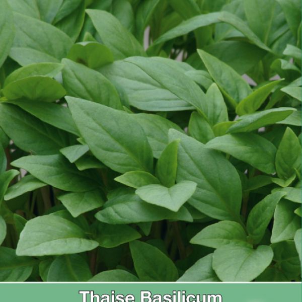 Thaise Basilicum / Ocimum basilicum 'Siam Queen'