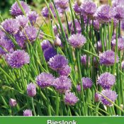 Bieslook / Allium schoenproasum