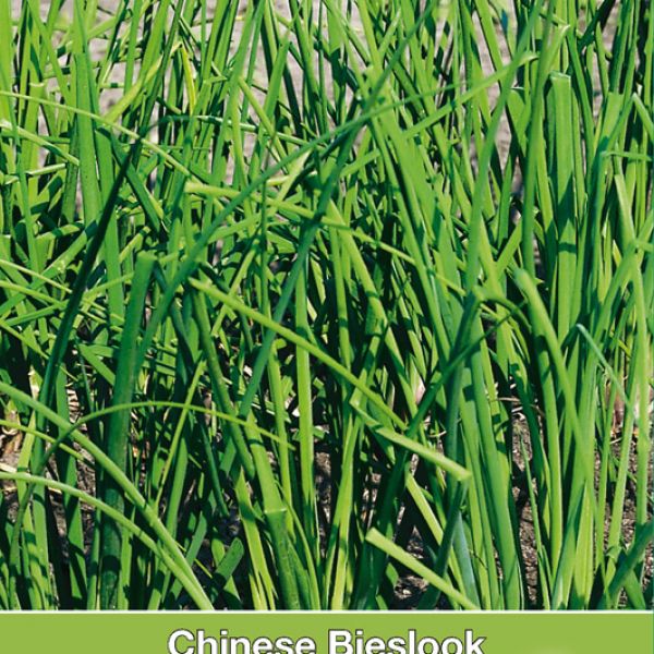 Chinese Bieslook / Allium tuberosum