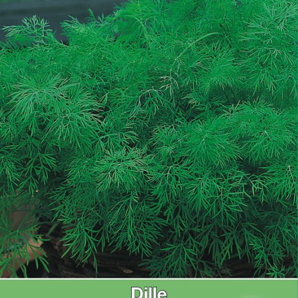 Dille / Anethum graveolens