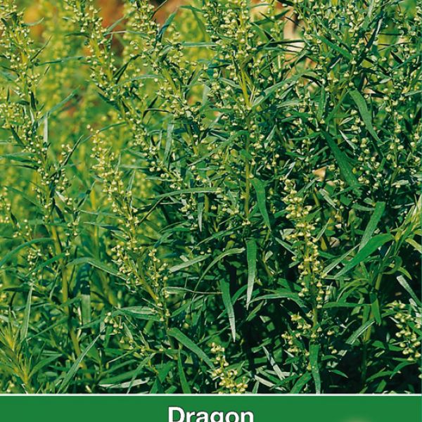 Dragon / Artemisia dranunulus