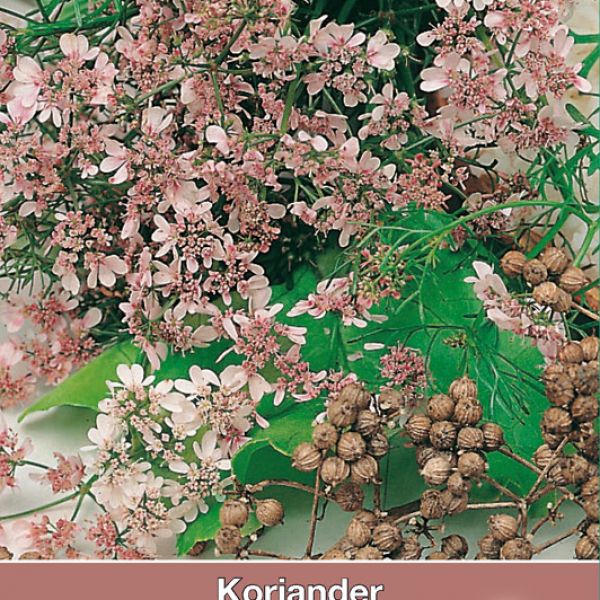 Koriander / Coriandrum sativum