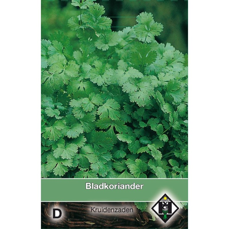 Bladkoriander / Coriandrum sativum