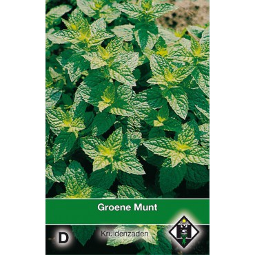 Groene Munt / Mentha spicata