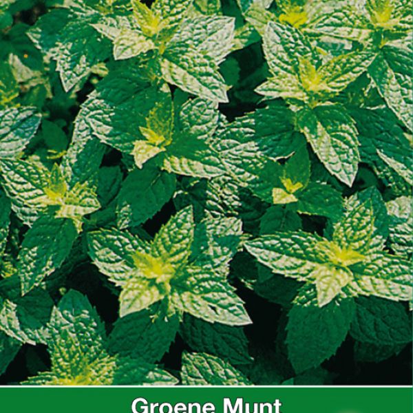 Groene Munt / Mentha spicata