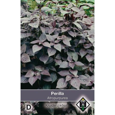 Perilla nankinensis 'Atropurpurea Laciniata'