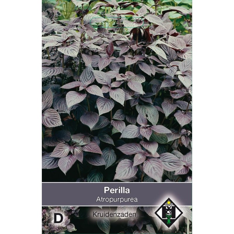 Perilla nankinensis 'Atropurpurea Laciniata'