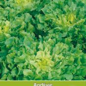 Andijvie, Cichorium endivia 'Breedblad Volhart Winter'