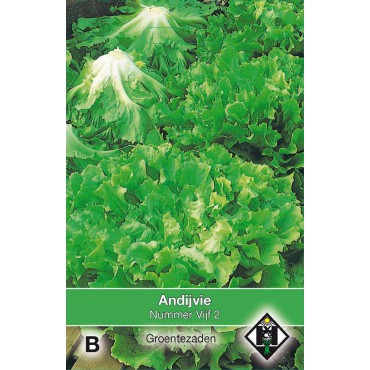 Andijvie, Cichorium endivia 'Nummer Vijf 2'