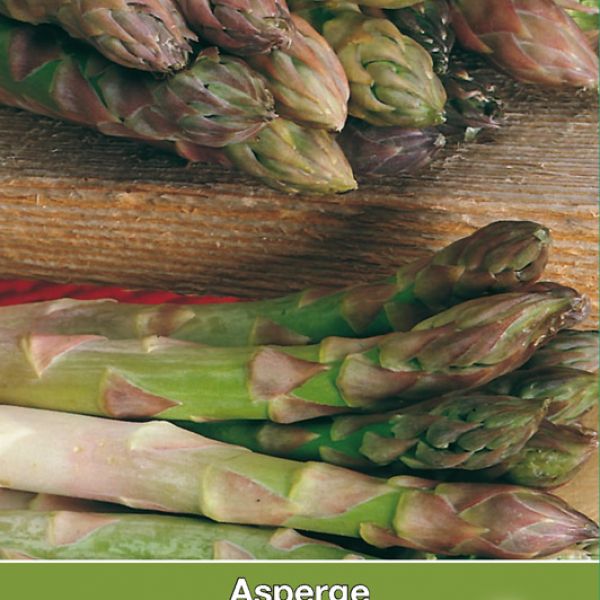 Asperge, Asparagus officinalis 'Vroege van Argenteuil'