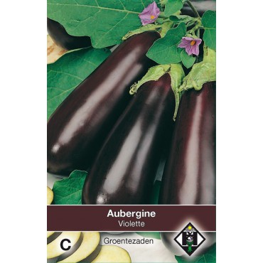 Aubergine, Solanum melongena 'Halflange Violette'